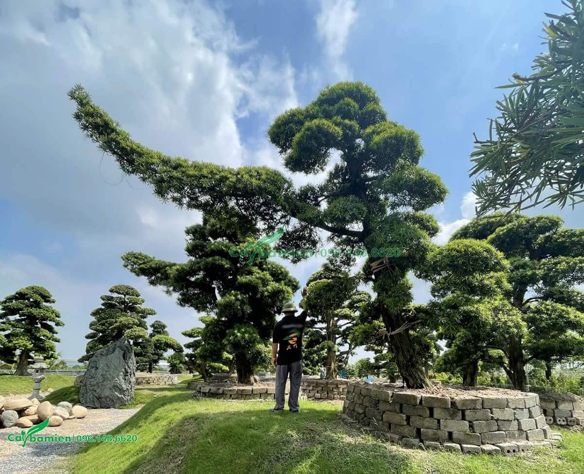 Vườn Tùng La Hán siêu xịn được che chở kỹ lưỡng
