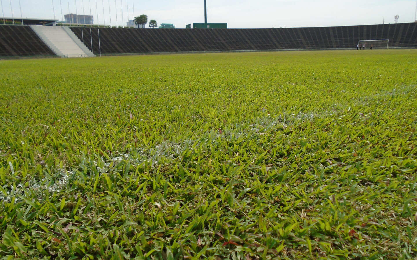 Sân vận động trồng bằng cỏ lá gừng