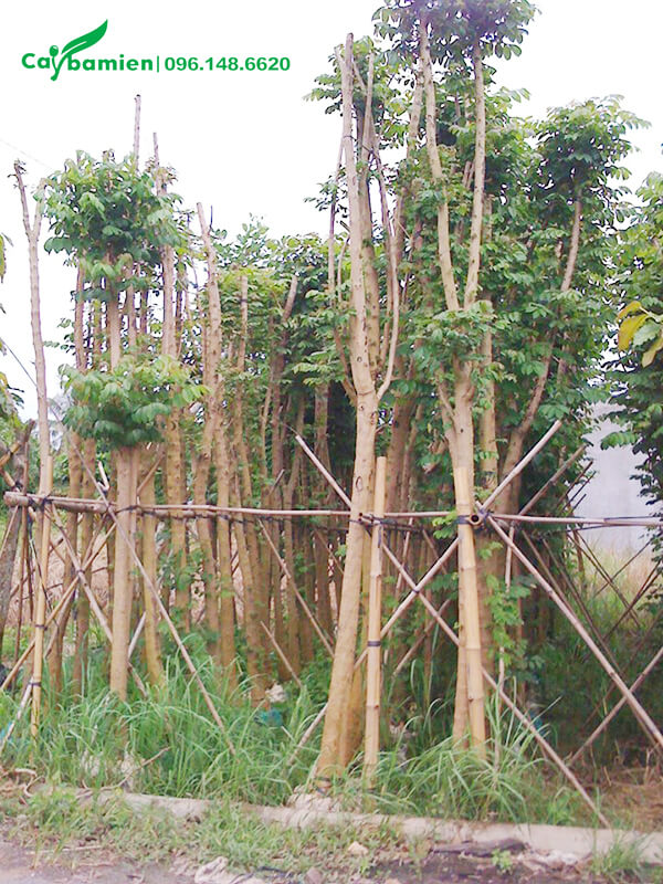 Vườn giâm ủ cây Sò Đò Cam công trình số lượng lớn