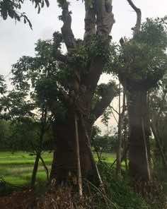 Cây sộp
