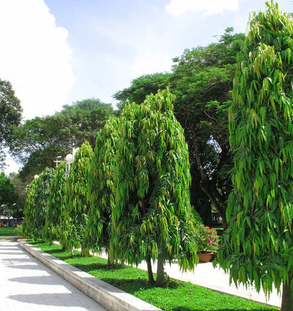 Hàng cây tùng Ấn Độ trồng ở lối đi trong khu di tích
