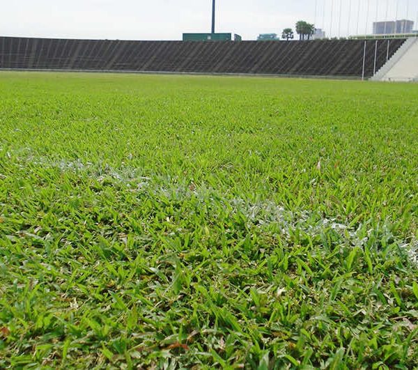 Cỏ lá gừng trồng tạo thảm cỏ tự nhiên cho các sân bóng