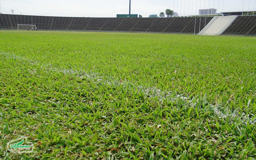Cỏ lá gừng trồng tạo thảm cỏ tự nhiên cho các sân bóng