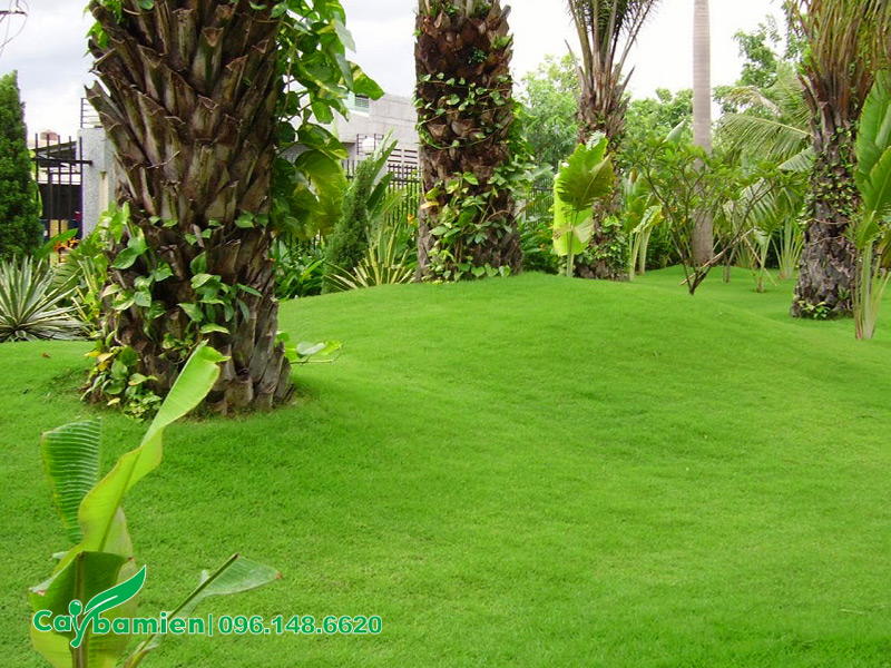 Tạo thảm cỏ xanh cho sân vườn bằng cỏ Nhung Nhật