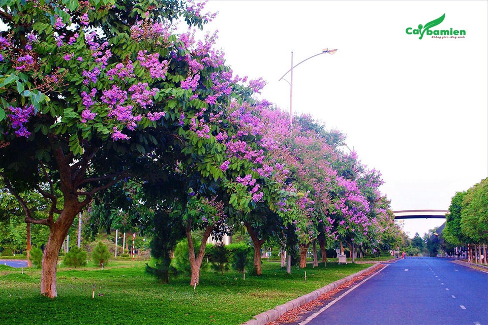 Hàng cây Bằng Lăng trồng ven đường phố