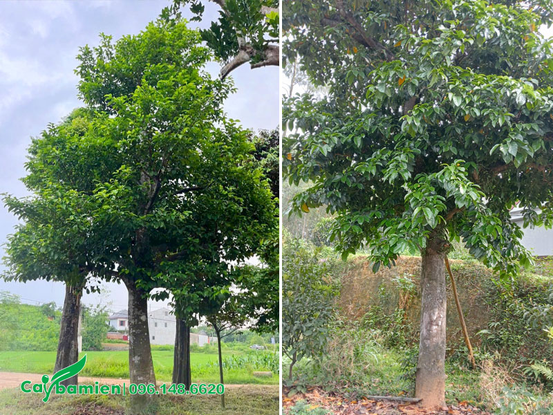 Những cây Chay lâu năm dâm ủ kỹ vanh 90 - 110