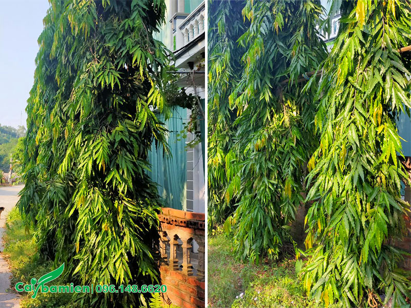Hàng cây Hoàng Nam trồng lấy bóng mát trước nhà