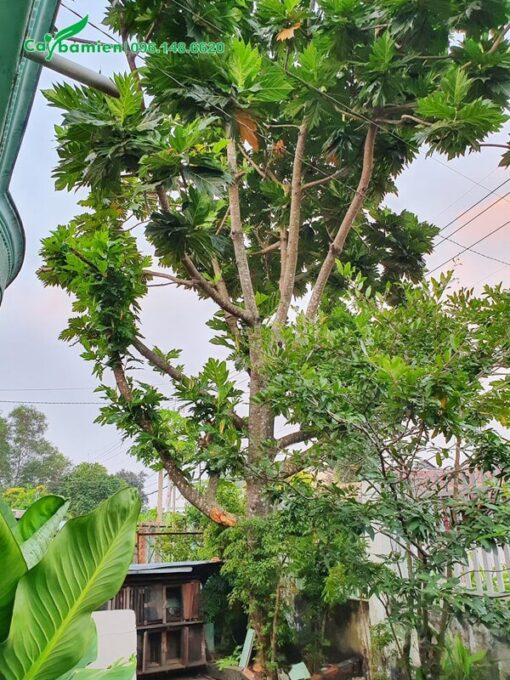 Cây đại thụ cao cả chục mét, đường kính gốc tới 50cm