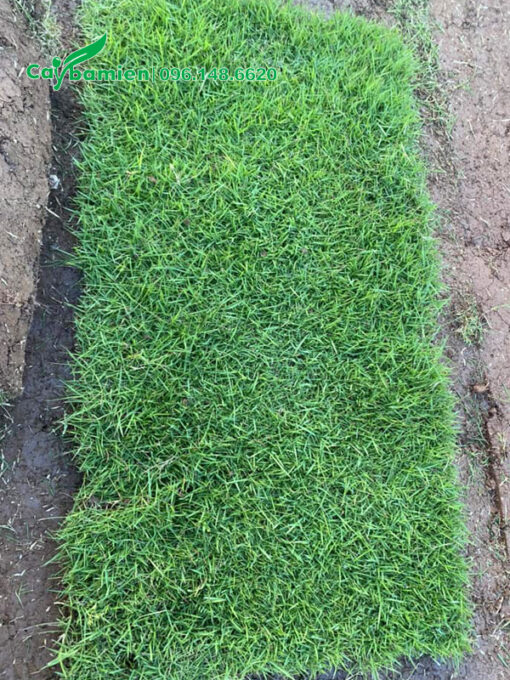 Tấm cỏ nhung nhật kích thước 60x30cm