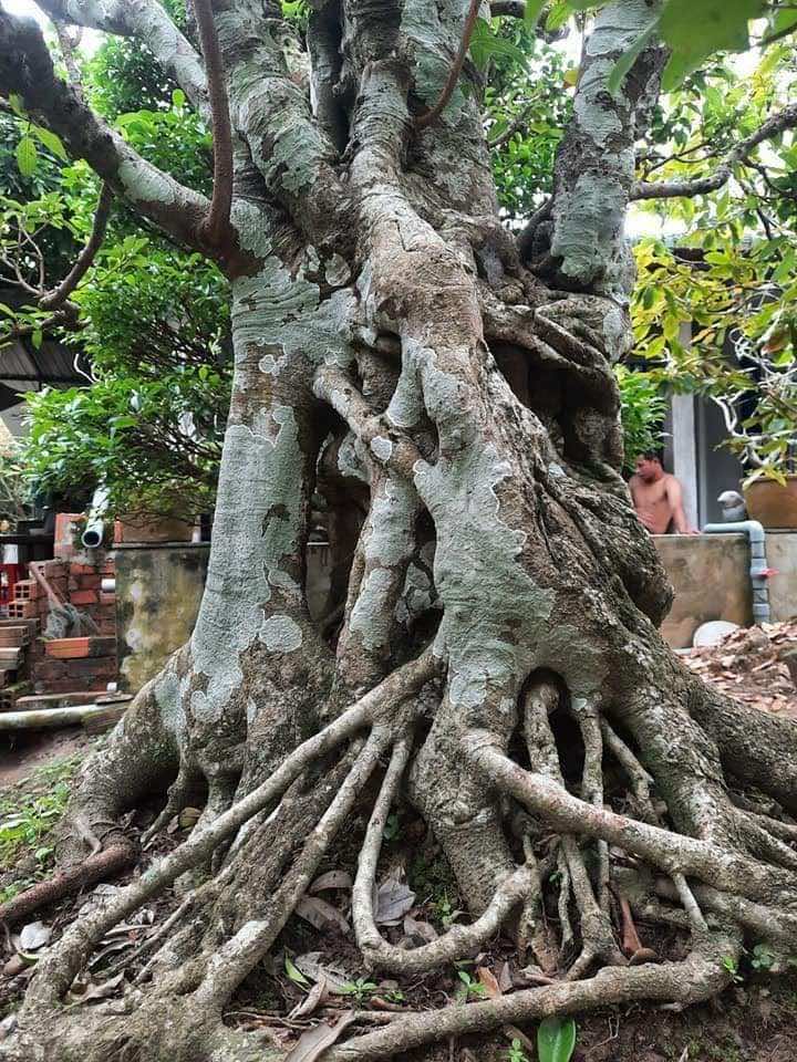 thân cây sộp