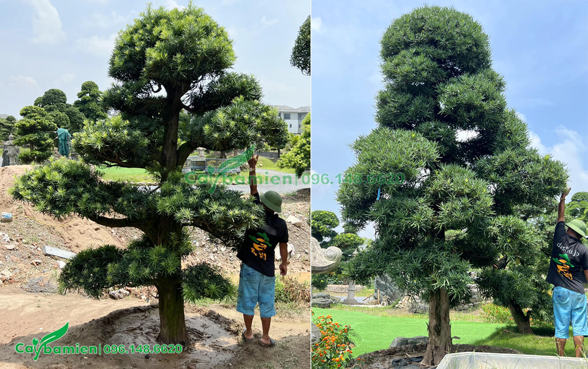 Những cây Tùng cao 3m trồng trong sân vườn biệt thự