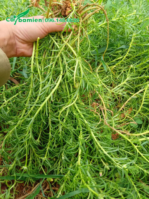 Cắt cành cây hoa Mười Giờ đem trồng