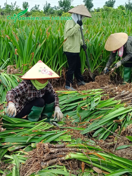 Thu hoạch củ và gốc cây hoa bạch trinh biển lâu năm