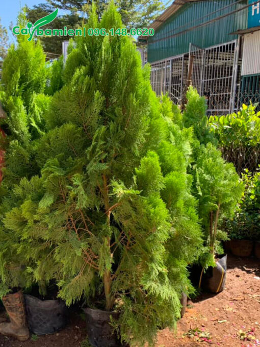 Cây Trắc Bá Diệp cao 2m, đã đánh sẵn bầu