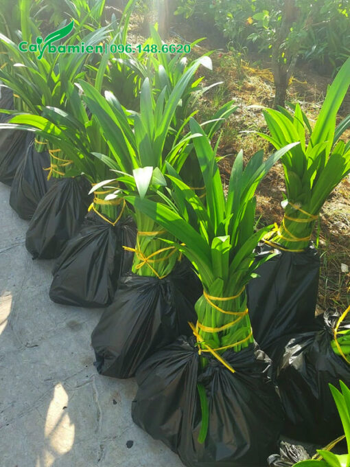 Những cây bạch trinh biển lớn được bọc và buộc cẩn thận trong túi