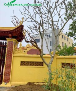 Thi công trồng cây hoa Đại trước cổng nhà thờ