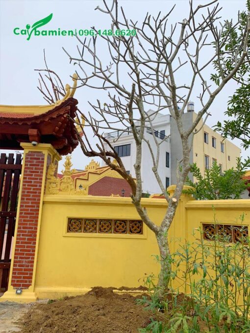 Thi công trồng cây hoa Đại trước cổng nhà thờ