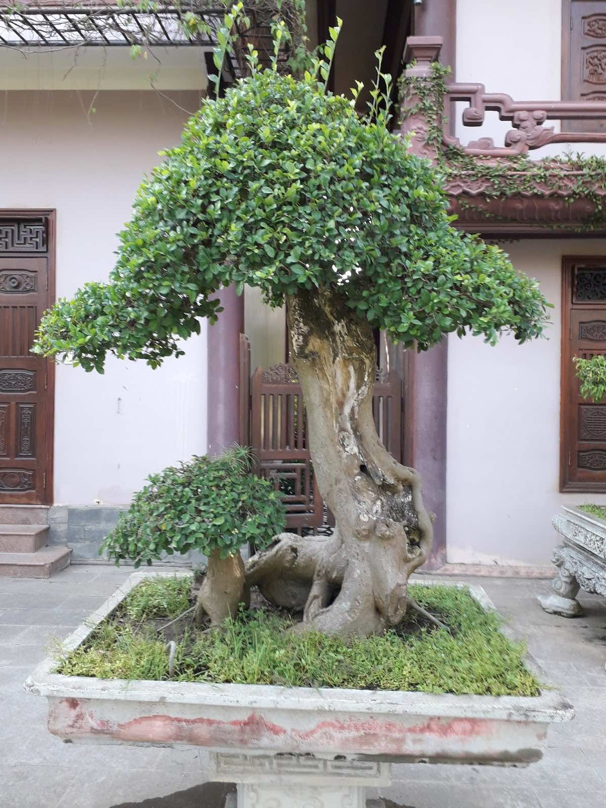 Trồng cây duối trong nhà