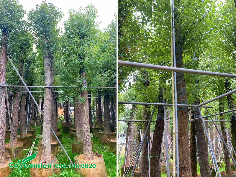 Vườn dưỡng ủ cây Long Não công trình đường kính gốc 15 - 20cm