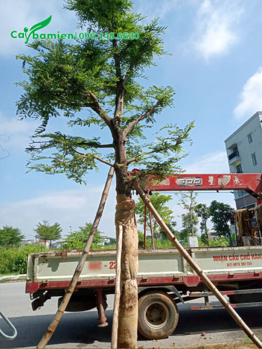 Chống cọc cho cây me công trình mới trồng