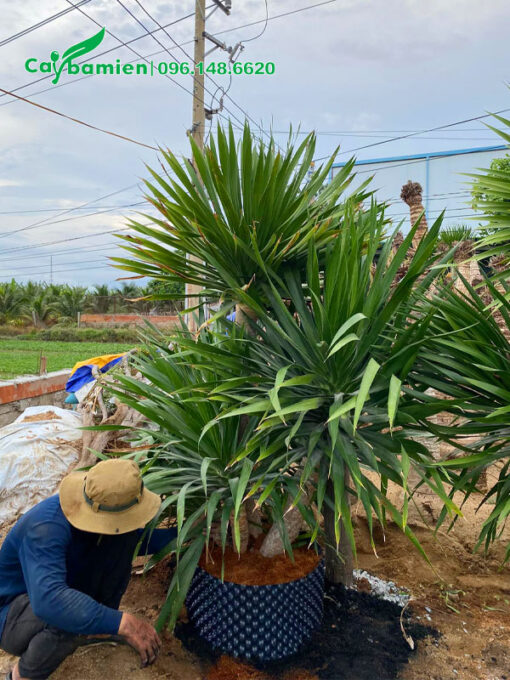 Công nhân đang dâm ủ cây phát tài núi vào bầu