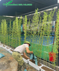 Trồng cây theo hàng sử dụng chậu nhựa chữ nhật dài