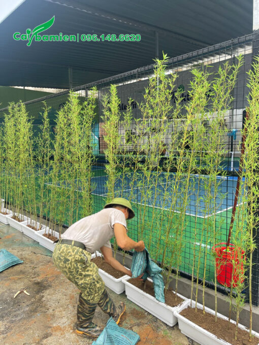 Trồng cây theo hàng sử dụng chậu nhựa chữ nhật dài