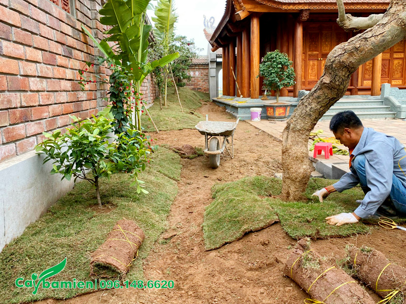 Trồng thảm cỏ Nhung Nhật quanh sân vườn nhà thờ họ