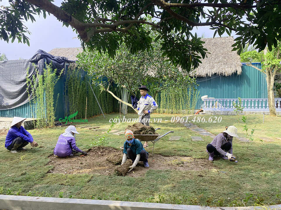 Công nhân đang thi công trồng thảm cỏ Nhung Nhật