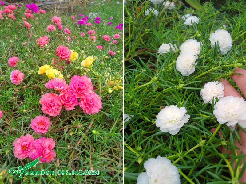 Cây hoa Mười Giờ trồng bồn đẹp, hoa màu hồng và trắng