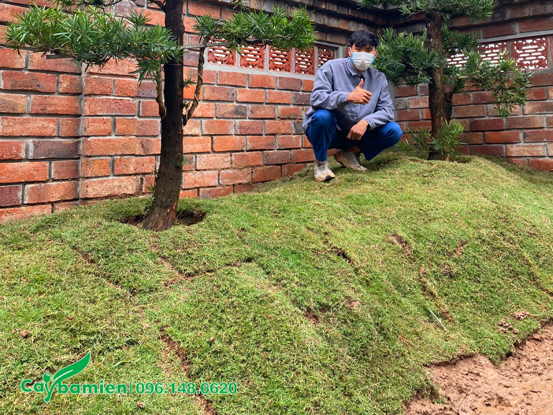 Trồng cỏ kết hợp với cây tùng la hán