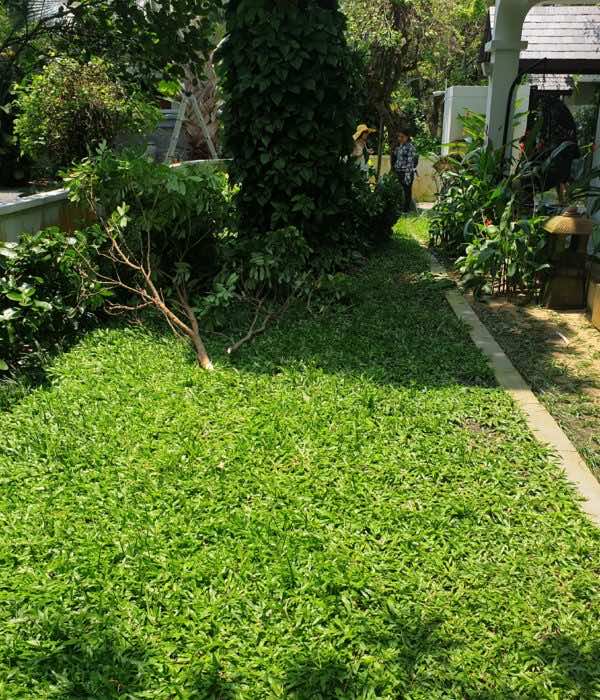 Cỏ lá gừng trồng trong khuôn viên nhà ở