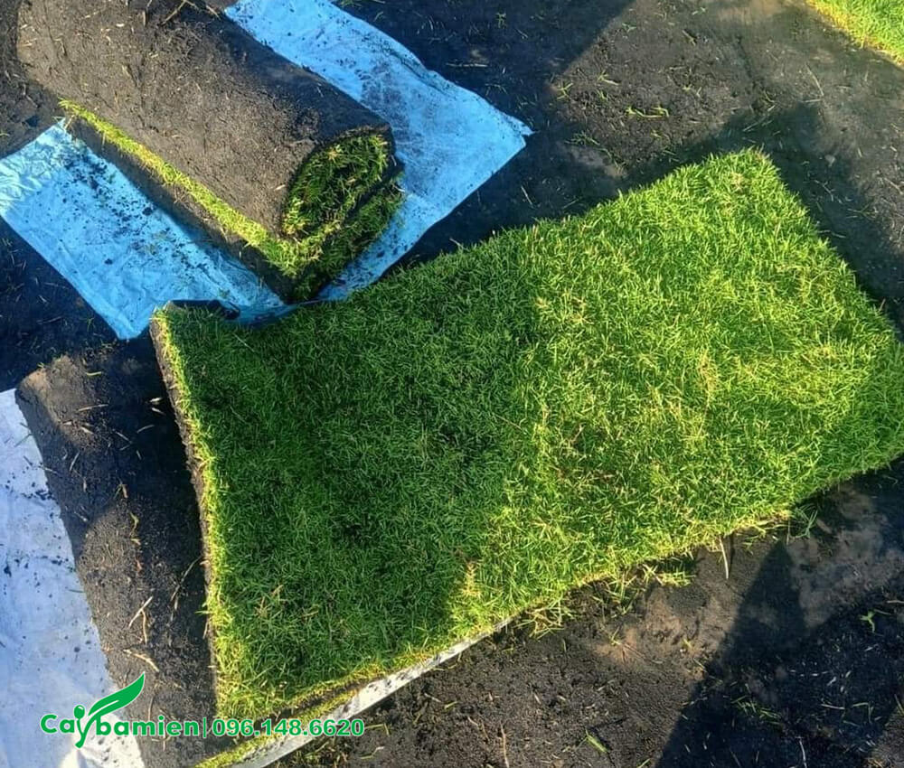 Kiểm tra chất lượng những thảm cỏ Nhung Nhật đẹp