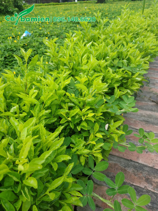 Vỉa hè trồng đường viền bằng cây Chuỗi Ngọc
