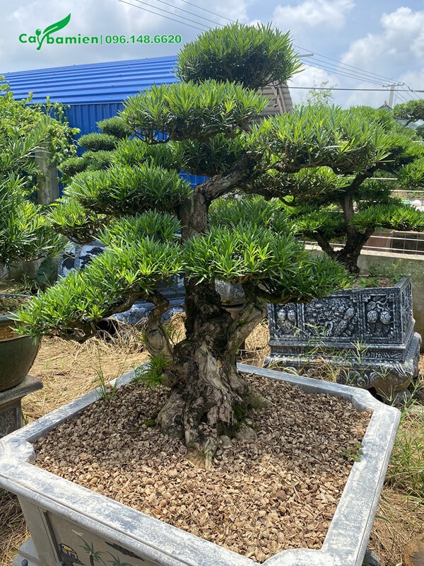 Cây bonsai trồng trong chậu để trang trí