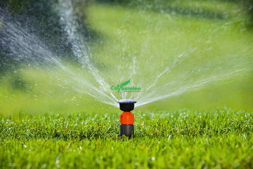 Tưới nước cho thảm cỏ bằng hệ thống vòi phun tự động