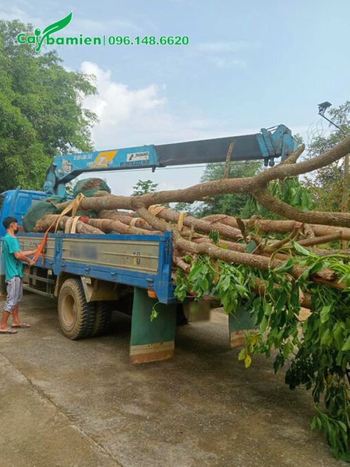 Gần chục cây Nhội đường kính gốc trên 20cm đã cẩu lên xe