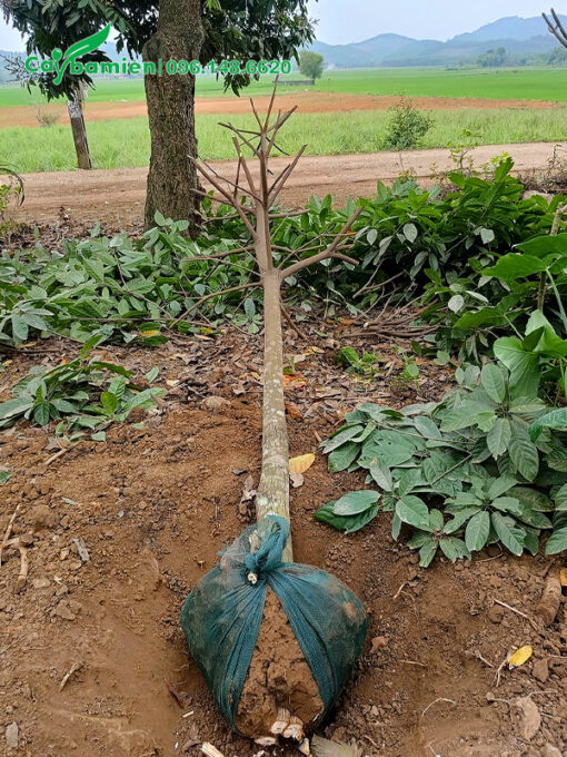 Cây Vàng Anh (Mép Mé) mới bứng bầu, đk gốc 10cm