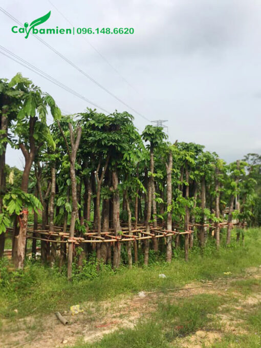 Dựng giàn cọc để buộc và đỡ cây Vàng Anh