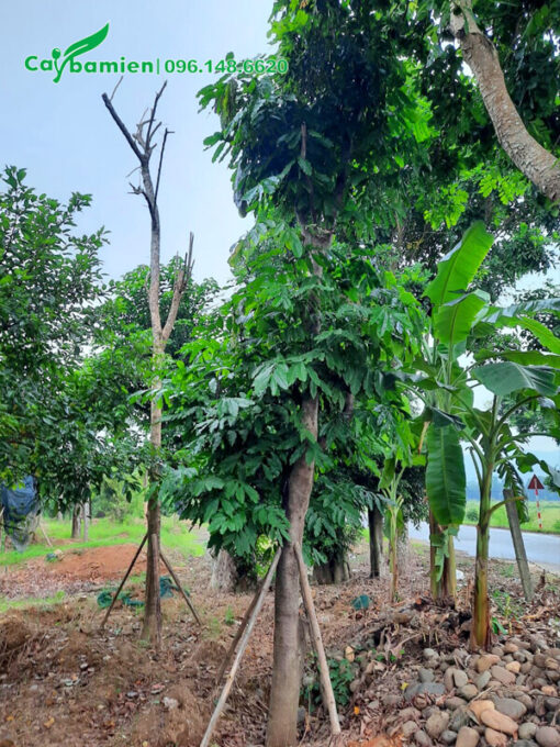 Cây sau khi đốn bỏ cành đang ra bộ tán mới