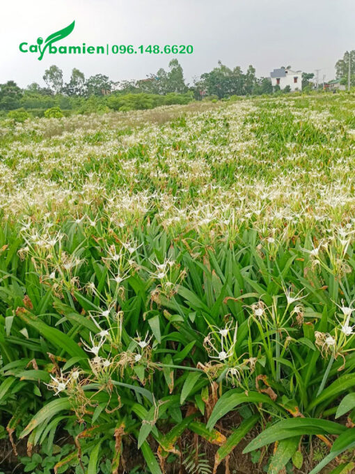Hàng mẫu cây bạch trinh biển đang độ hoa nở