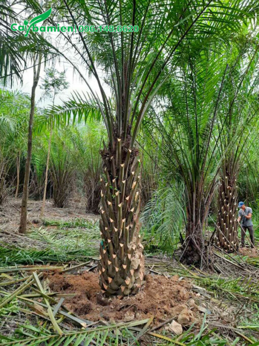 Cây Cọ Dầu lóng cao 1,5m