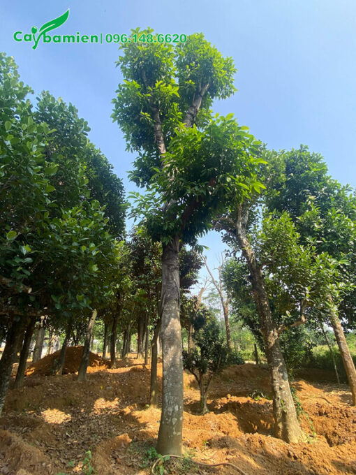 Ngọc Lan trắng lâu năm, đường kính gốc 35cm