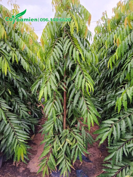 Những hàng cây Hoàng Nam công trình thẳng tắp