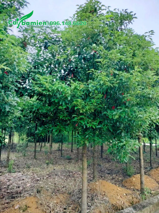 Cây Long Não trưởng thành