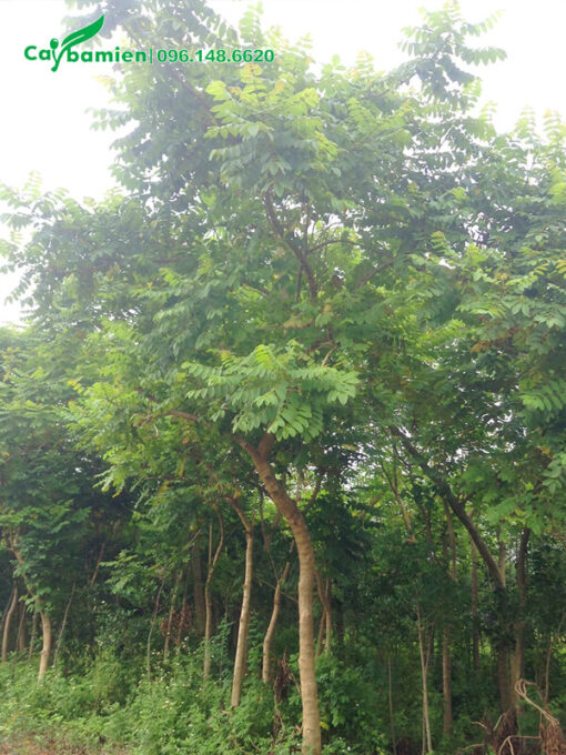 Cây lâu năm đang dưỡng tại nhà vườn