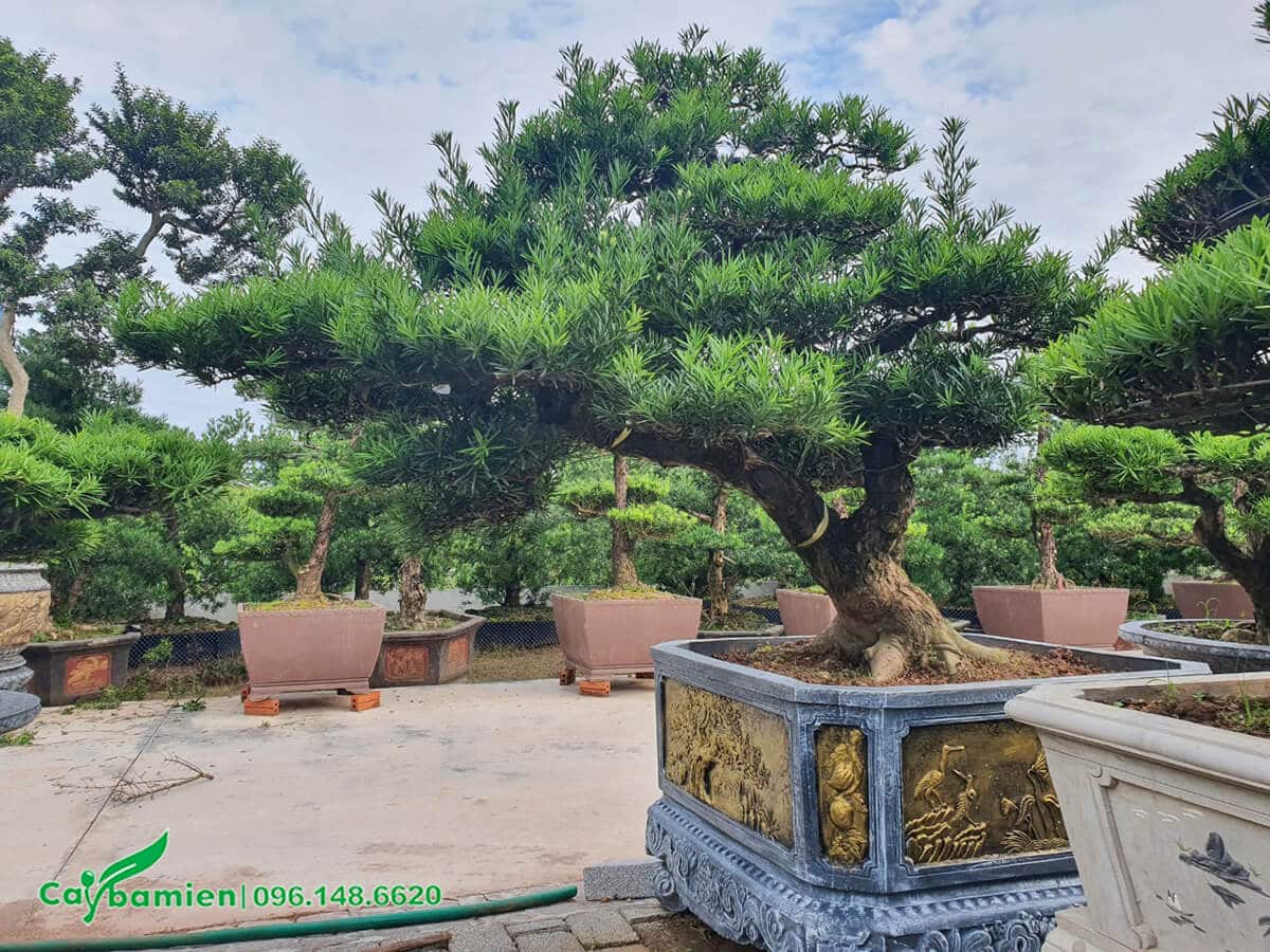Chậu Tùng La Hán bonsai độ cao thấp vừa phải cần, để tại vị trước sảnh nhà
