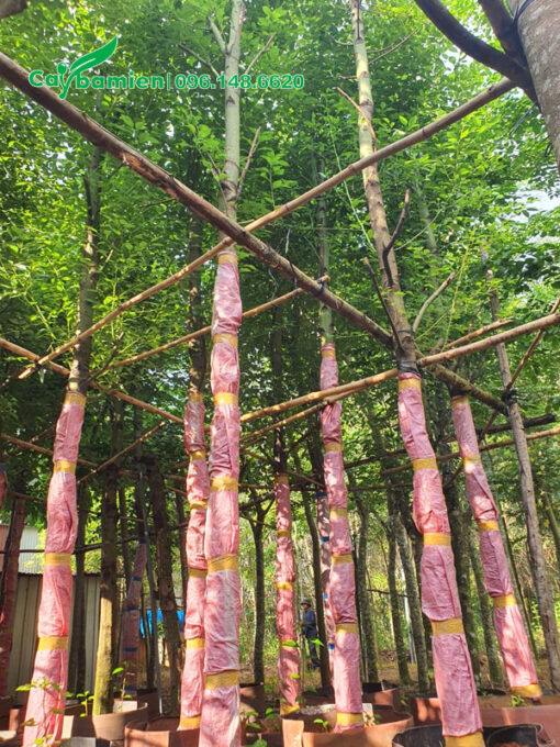 Cây mới bứng được đưa về vườn dâm ủ
