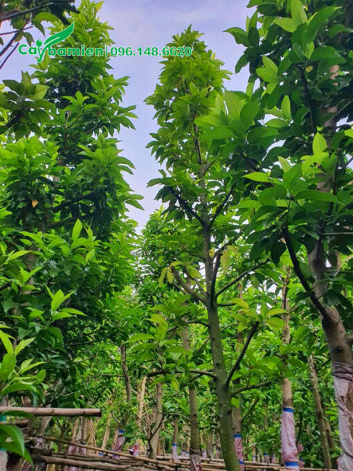 Tay cành của cây ngọc lan công trình dâm ủ đang ra lá mới