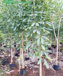 Cây giống cao 2m